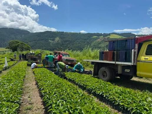 Trabajo agrícola en las montañas del litoral