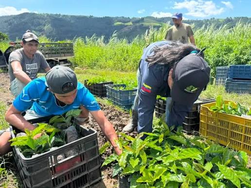 Productores trabajando en un vivero agrícola
